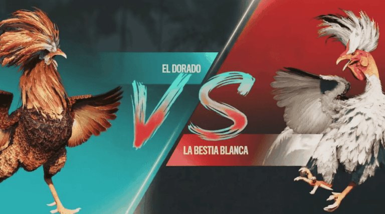 600bet-casino-cockfight-el-dorado-vs-la-bestia-blanca